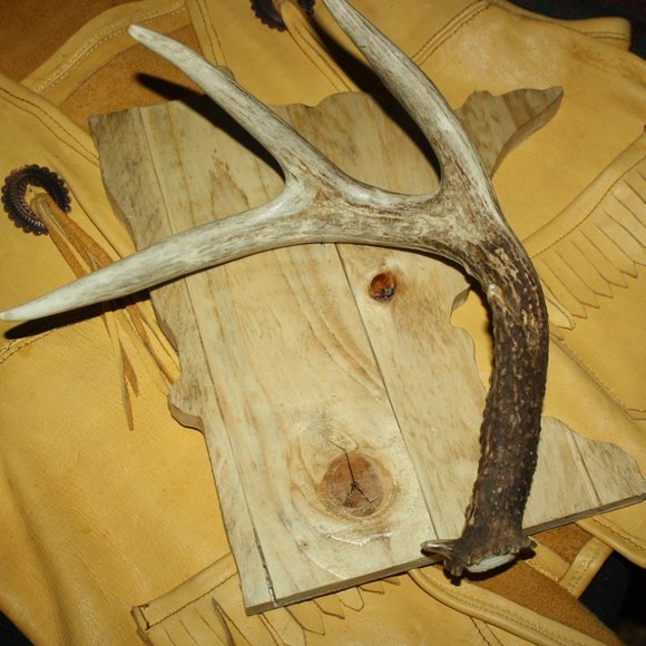 Deer Antler Shed On Minnesota Plaque - Picture 2 of 6